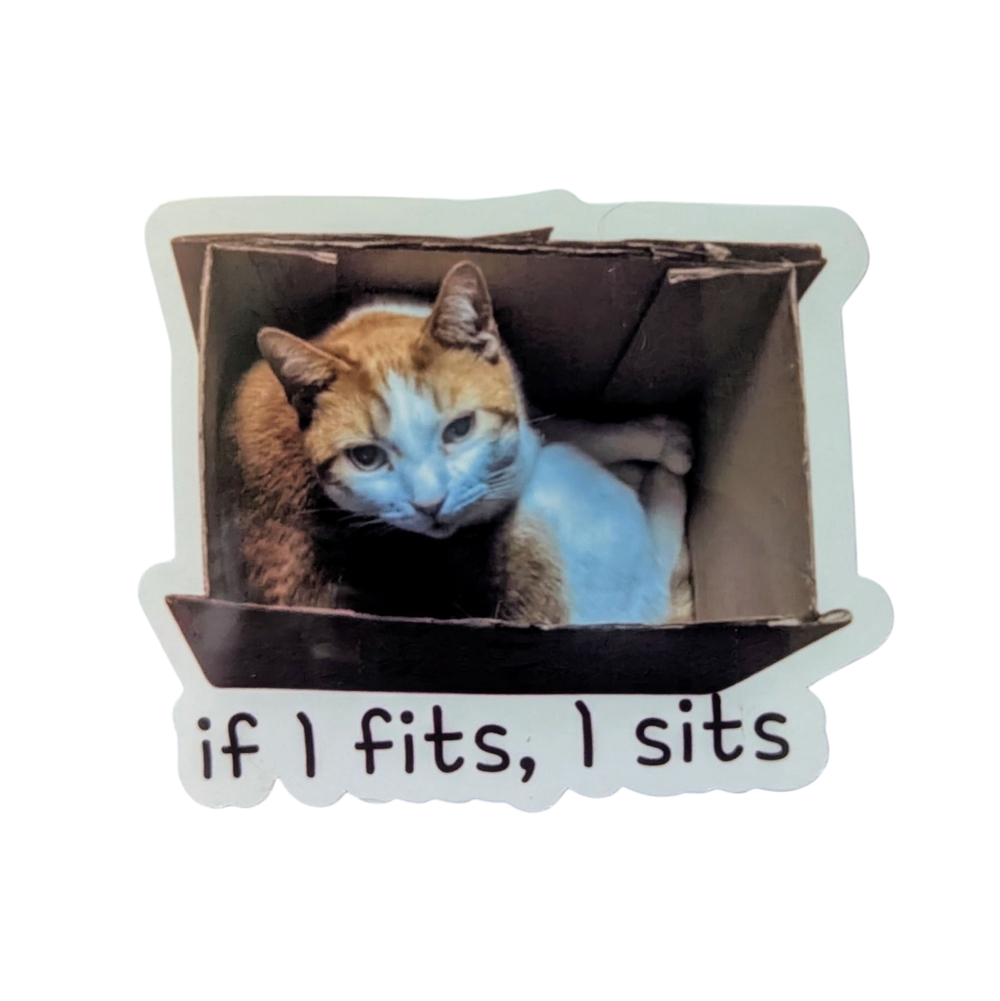 Cat inside a cardboard box with 'if I fits, I sits' text on a white background