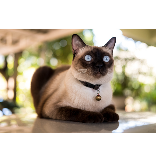 Capturing the Essence: The Art of Cat Photography