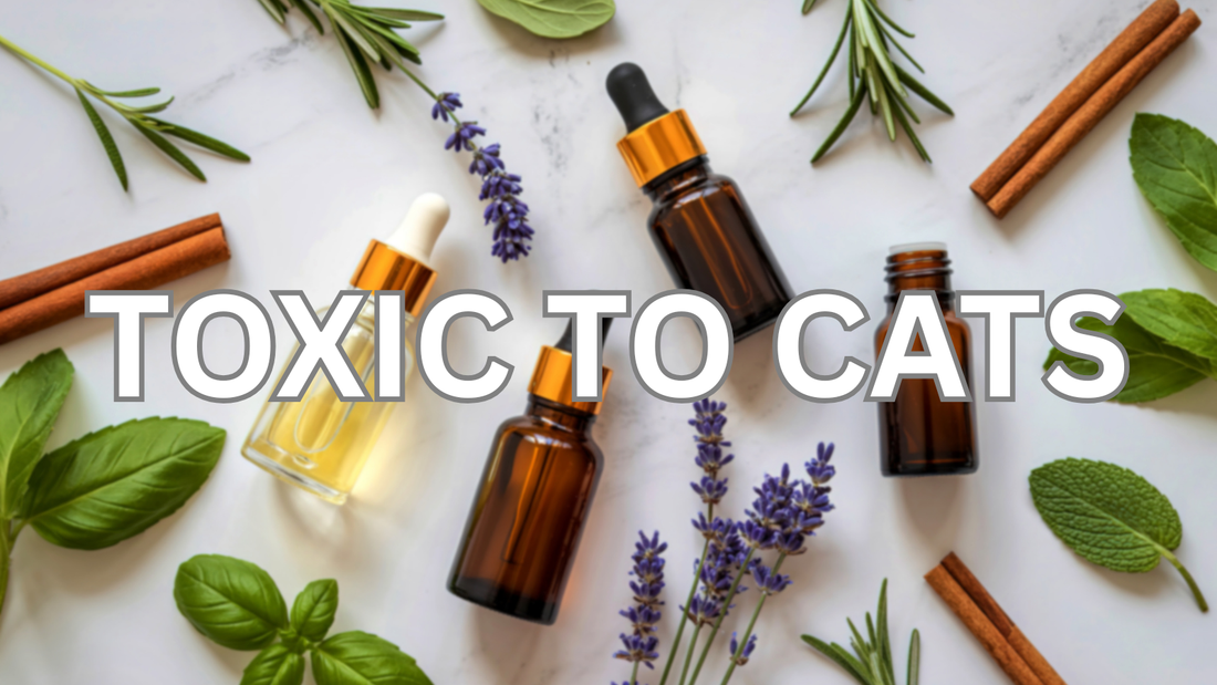 Things That Are Toxic to Cats You May Not Think About